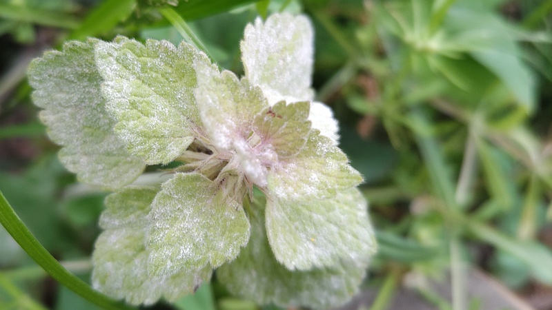 ヒメオドリコソウ 横浜市旭区今川町