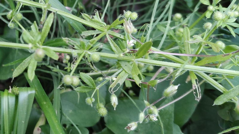 ヤエムグラの果実とミミナグサ 横浜市旭区今川町