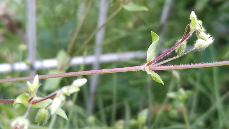 ミミナグサの花 横浜市旭区今川町