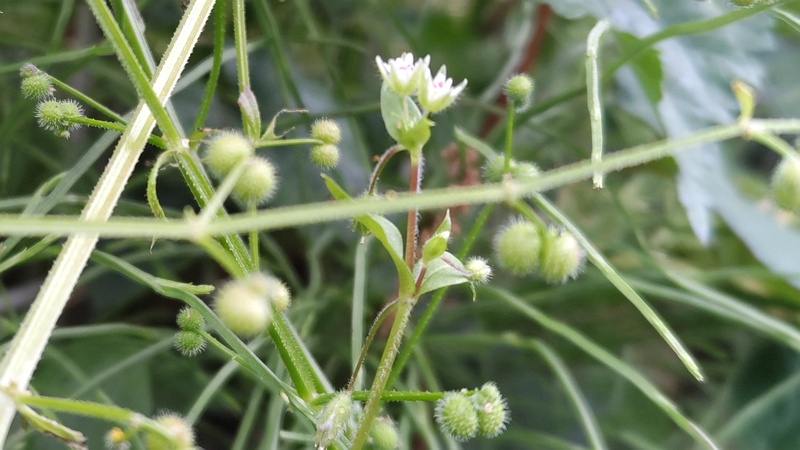 ヤエムグラの果実とミミナグサの花 横浜市旭区今川町
