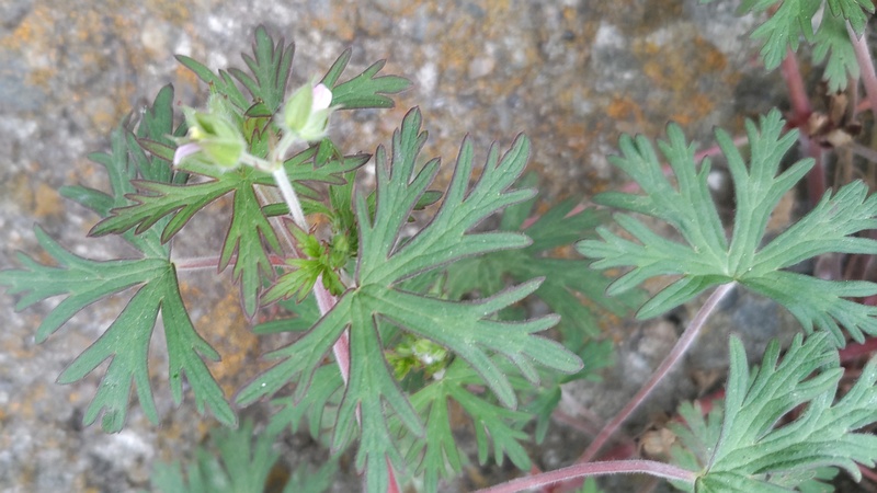 アメリカフウロの花 横浜市旭区今宿南町