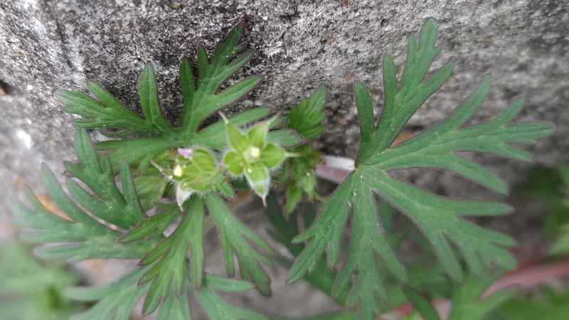 アメリカフウロの花 横浜市旭区今宿南町