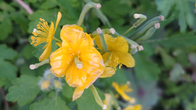 クサノオウの花と果実 横浜市旭区今宿南町