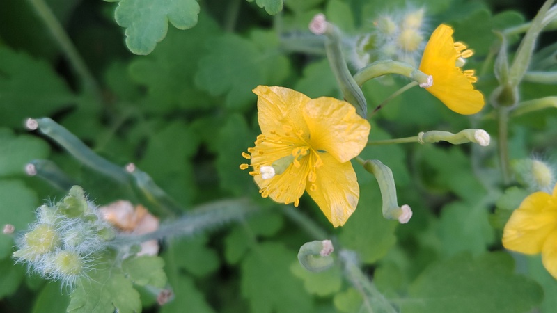 クサノオウの花と果実 横浜市旭区今宿南町