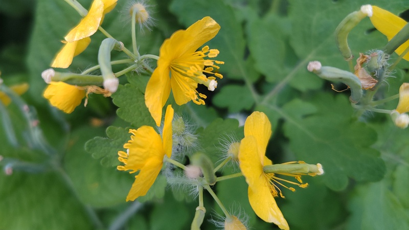 クサノオウの花と果実 横浜市旭区今宿南町