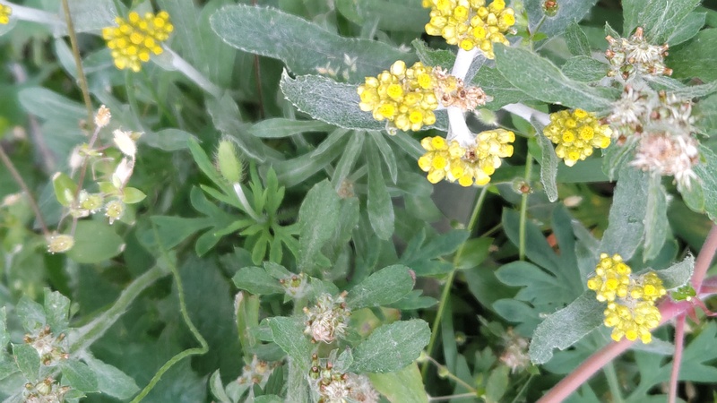 ハハコグサ 横浜市旭区今宿南町