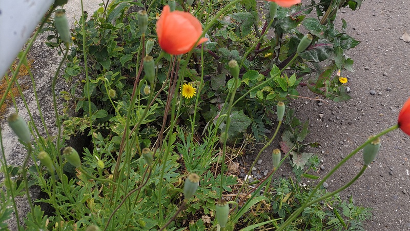 ナガミヒナゲシの花と果実 横浜市旭区今宿南町