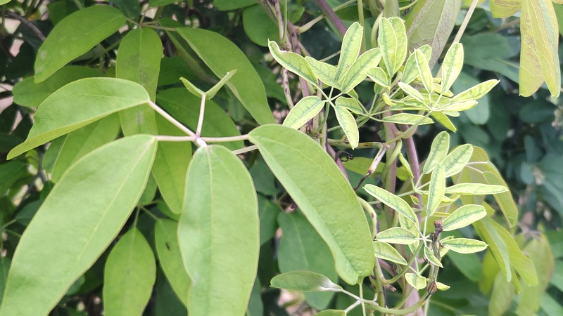 アケビ 横浜市旭区今宿南町
