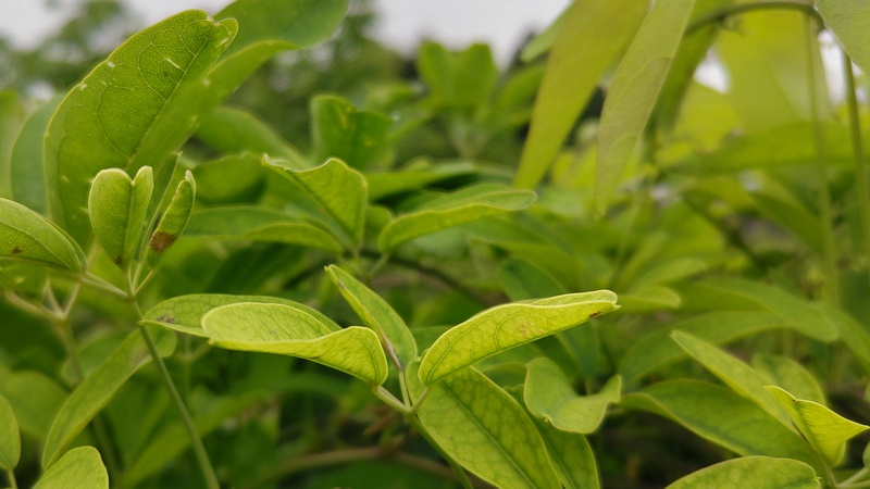 アケビ 横浜市旭区今宿南町