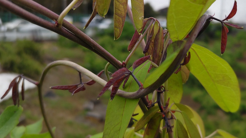 アケビ 横浜市旭区今宿南町