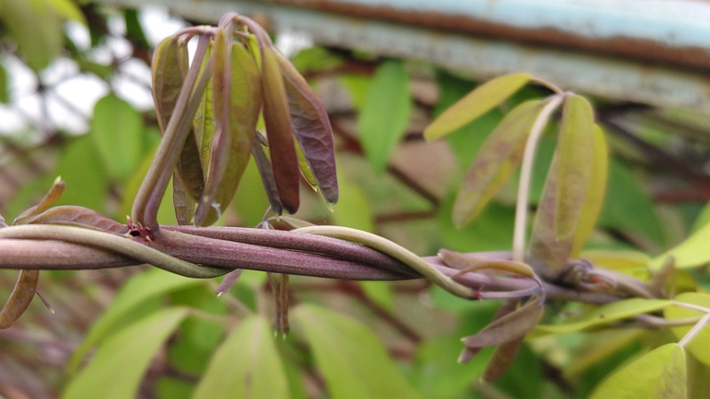 アケビ 横浜市旭区今宿南町
