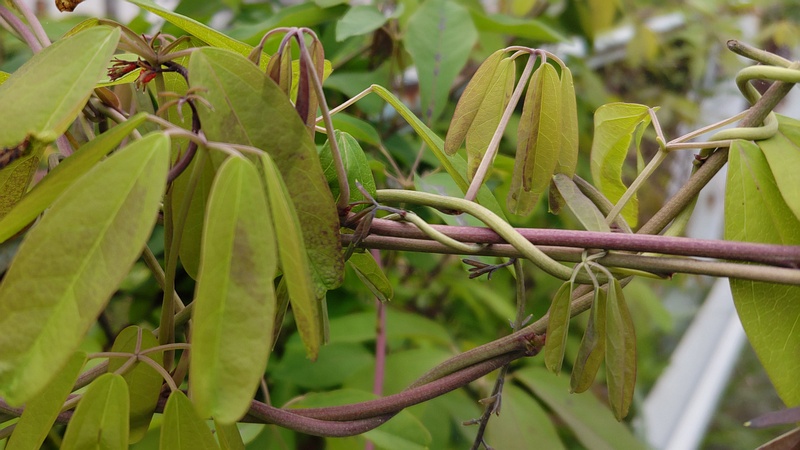 アケビ 横浜市旭区今宿南町