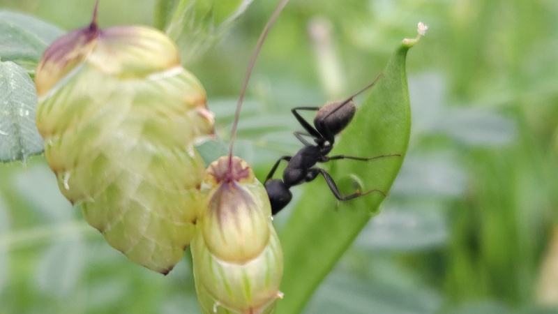 コバンソウとクロオオアリ 横浜市旭区今宿南町