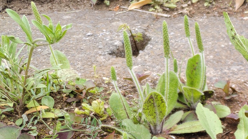 ツボミオオバコ 横浜市旭区今宿南町
