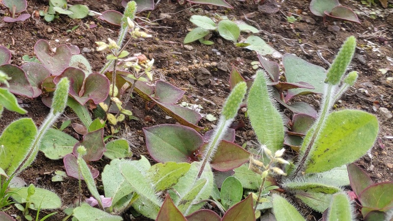 ツボミオオバコ 横浜市旭区今宿南町