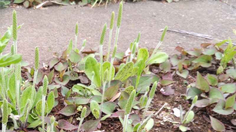 ツボミオオバコ 横浜市旭区今宿南町