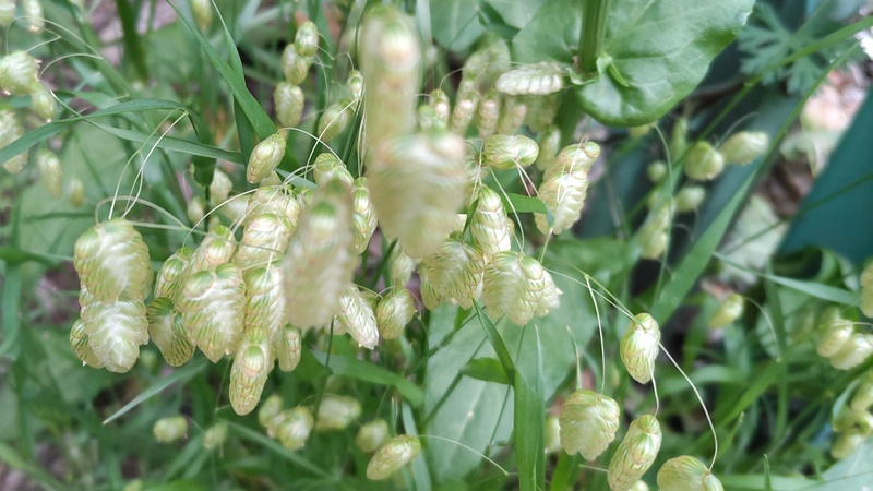 コバンソウ 横浜市旭区今宿南町