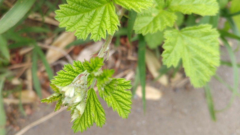 キイチゴ 横浜市旭区今宿南町