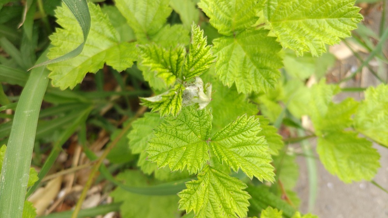 キイチゴ 横浜市旭区今宿南町