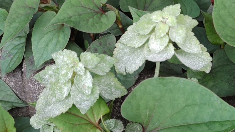 ヒメオドリコソウとドクダミ 横浜市旭区今宿南町