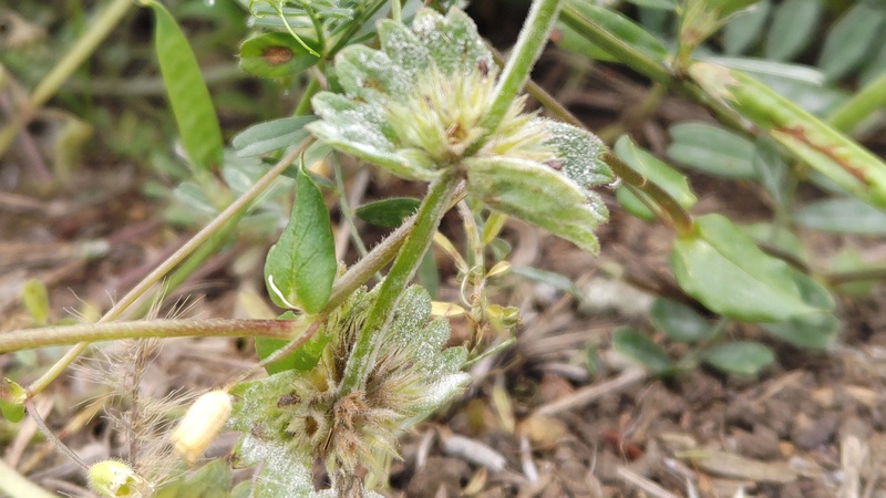 ホトケノザ 横浜市旭区今宿南町