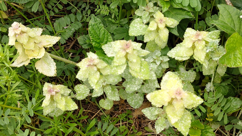 ヒメオドリコソウとカラスノエンドウ 横浜市旭区今宿南町