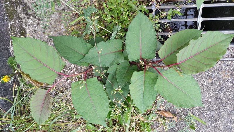 イタドリ 横浜市旭区今宿南町