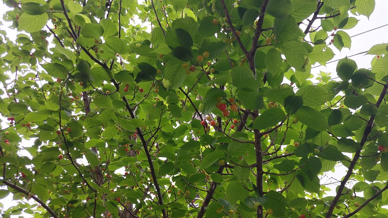 カラミザクラのサクランボ 横浜市旭区今宿南町