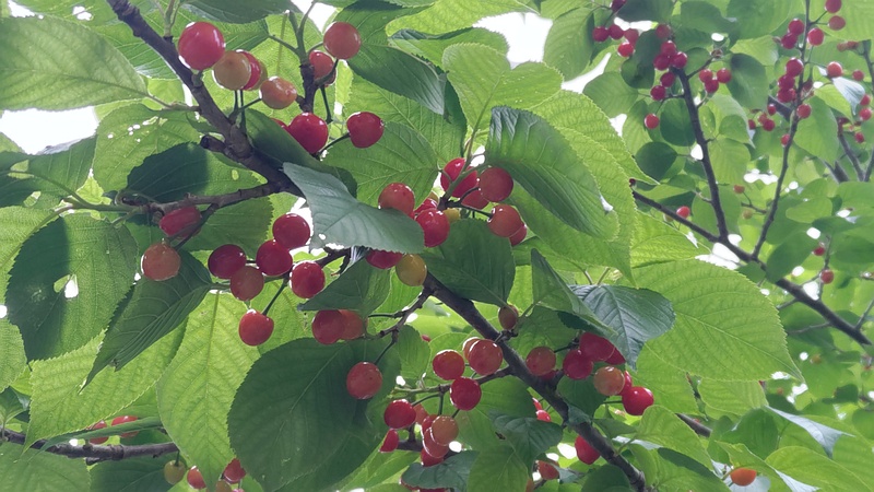 カラミザクラのサクランボ 横浜市旭区今宿南町