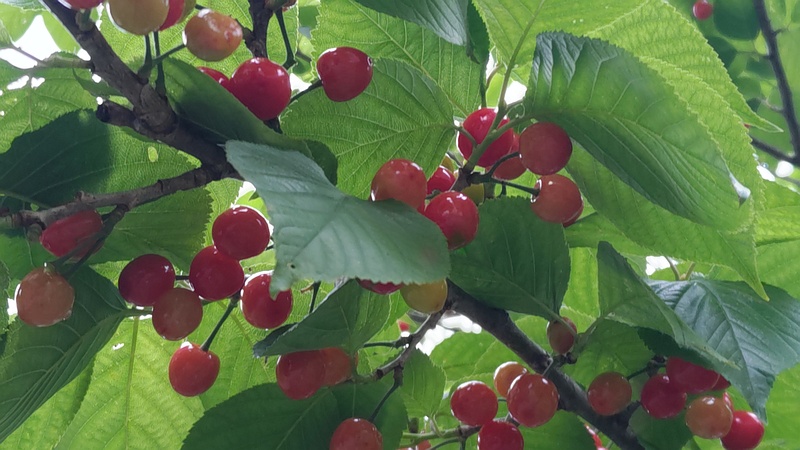 カラミザクラのサクランボ 横浜市旭区今宿南町