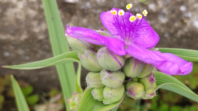 オオムラサキツユクサの花 横浜市旭区今宿南町