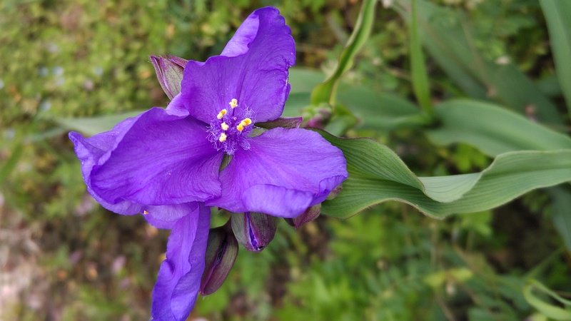 ムラサキツユクサの花 横浜市旭区今宿南町