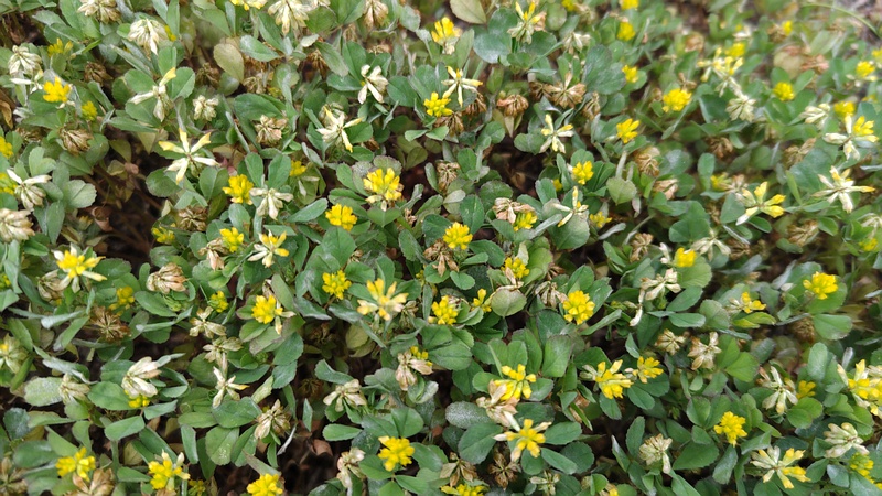コメツブツメクサの花 横浜市旭区今宿南町
