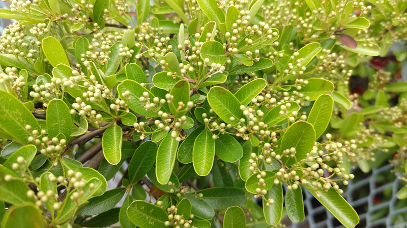 ピラカンサの蕾 横浜市旭区今宿南町