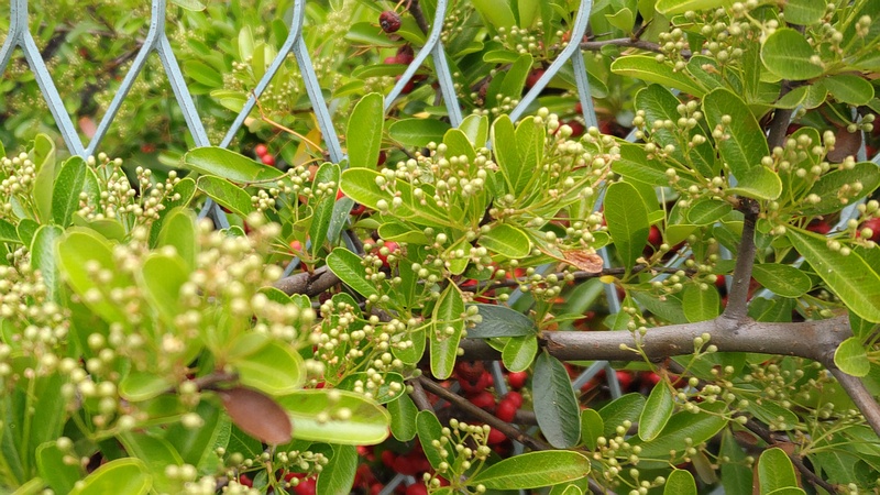 ピラカンサの蕾 横浜市旭区今宿南町