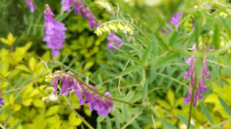 ナヨクサフジの花 横浜市旭区今宿南町