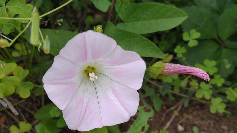 コヒルガオの花 横浜市旭区今宿南町