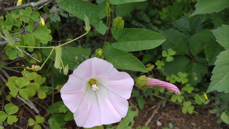 コヒルガオの花 横浜市旭区今宿南町