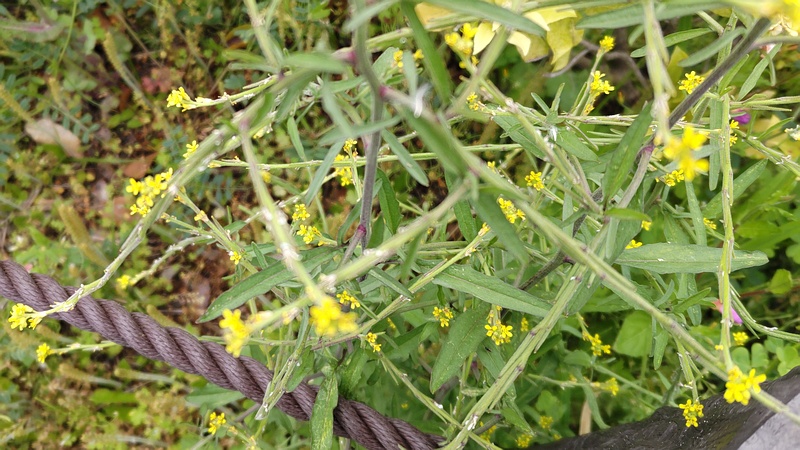 カキネガラシの花 横浜市旭区今宿南町
