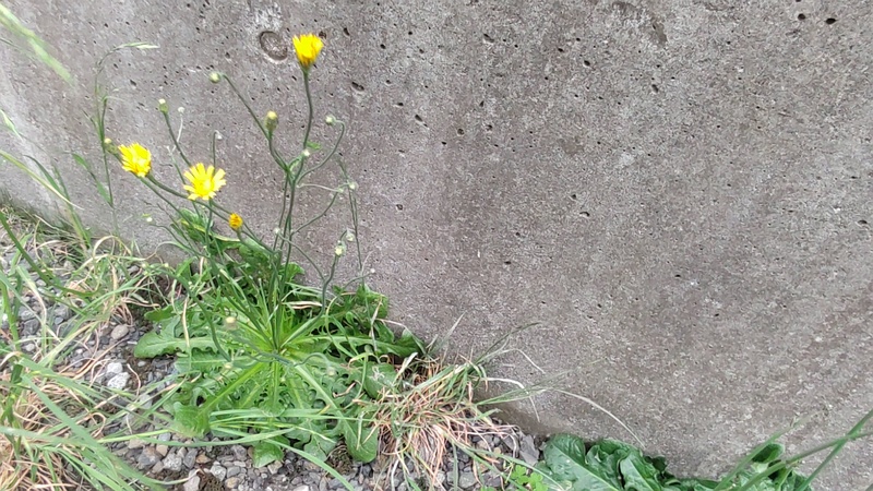 ブタナの花 横浜市旭区今宿南町
