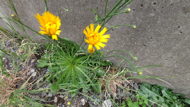 ブタナの花 横浜市旭区今宿南町