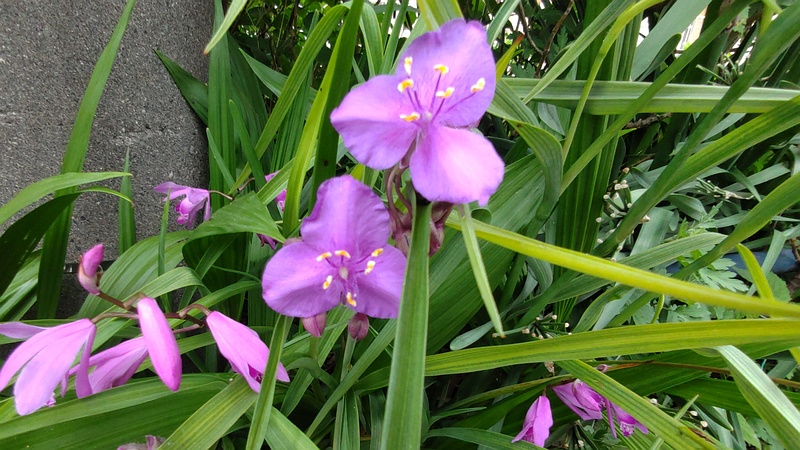オオムラサキツユクサとシランの花 横浜市旭区今宿南町