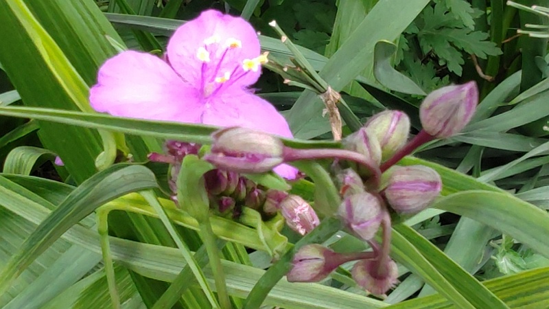 オオムラサキツユクサの花 横浜市旭区今宿南町