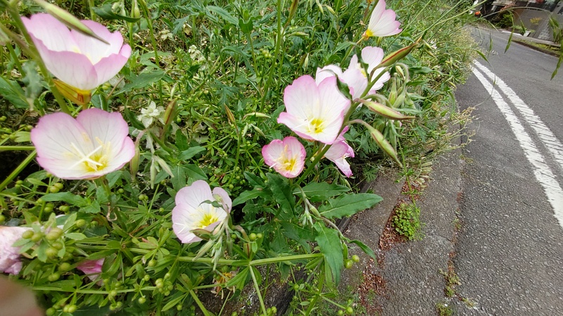 ヒルザキツキミソウ 横浜市旭区今宿南町