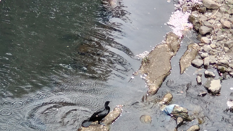 カワウ 横浜市旭区今宿南町