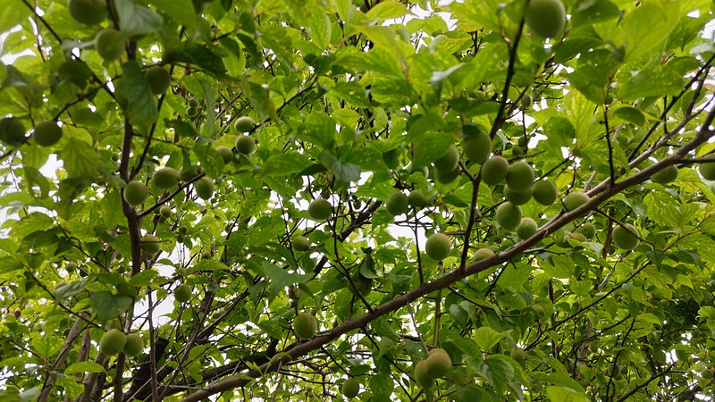 ウメの果実 横浜市旭区今宿南町