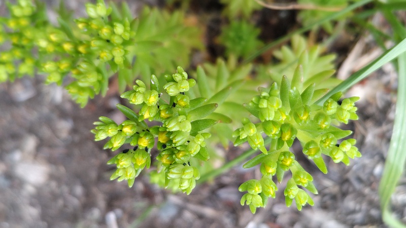 マンネングサの蕾 横浜市旭区今宿南町