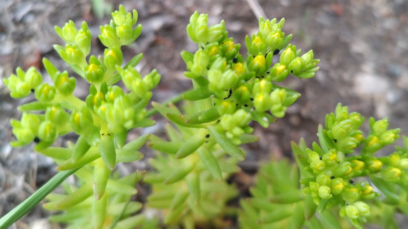 マンネングサの蕾 横浜市旭区今宿南町