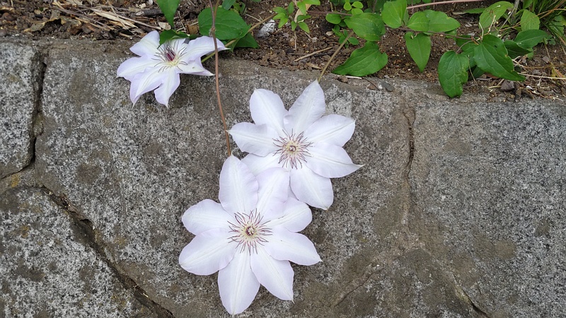 クレマチスの花 横浜市旭区今宿南町