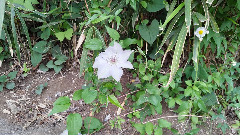 クレマチスの花 横浜市旭区今宿南町